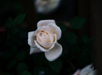 “La rosa blanca” (opinió, María Ramos)